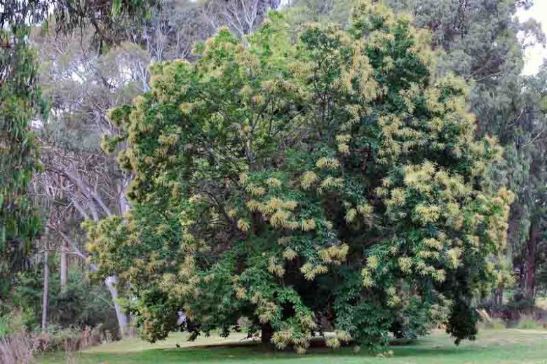 Castanea sativa, European Chestnut, Sweet Chestnut, Spanish Chestnut, Common Chestnut, Eurasian Chestnut, Sardian Nut , White Flowers, Chestnut