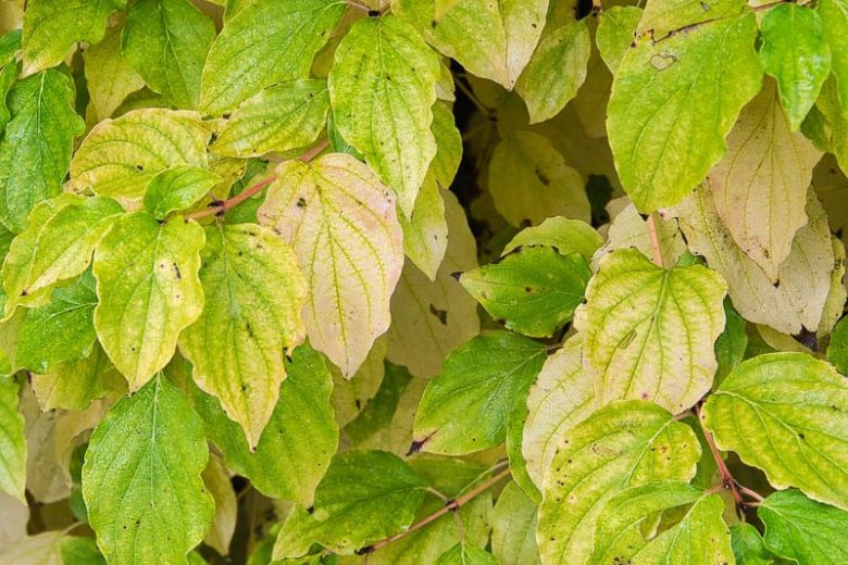 Cornus drummondii, Roughleaf Dogwood, Drummond's Dogwood, Rough-leaf Dogwood, Cornus priceae, Swida priceae, White Flowers, Fall color, Winter color, Flowering tree, Flowering Shrub