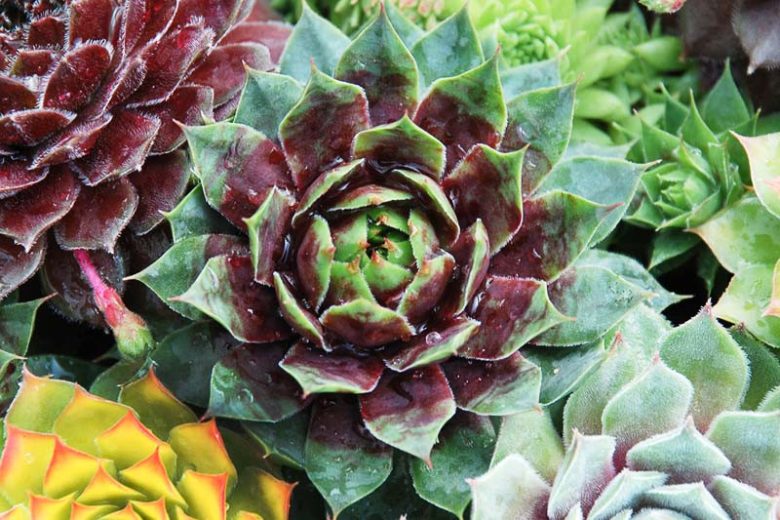 Sempervivum Cranberry Cocktail, Hens and Chicks Cranberry Cocktail, Houseleek Cranberry Cocktail, Chick Charms Series, succulent, evergreen succulent, Red Succulent, drought tolerant perennial, drought tolerant plant