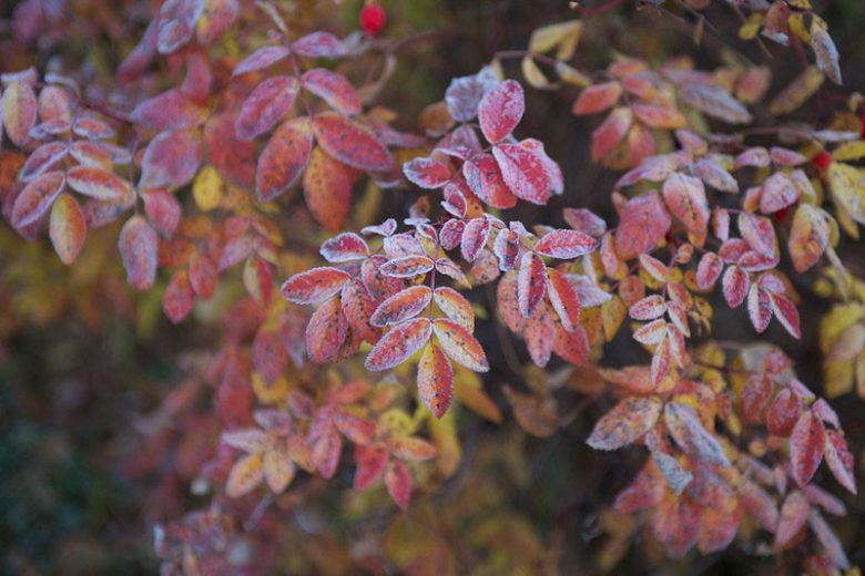 Rosa acicularis, Prickly Rose, Wild Rose, Arctic Rose, Circumpolar Rose, Prickly Wild Rose, Wild Roses, Shrub Roses, pink roses, Hardy roses