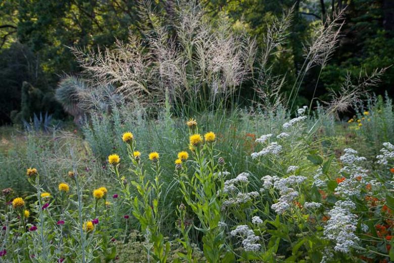 Parthenium integrifolium, Wild Quinine, American Fever-Few, American Feverfew, Prairie Dock