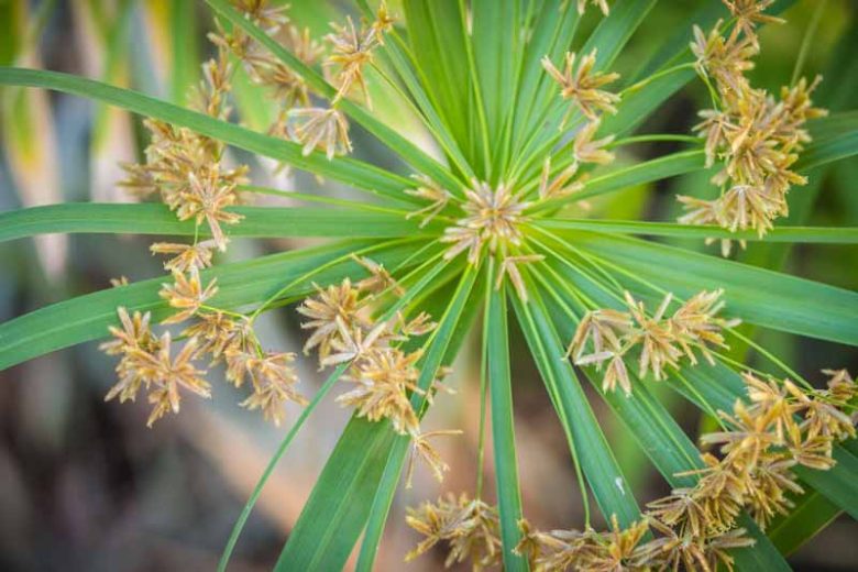 Cyperus involucratus, Umbrella Plant, Umbrella Sedge, Dwarf Papyrus Grass, Cyperus alternifolius subsp. flabelliformis, Cyperus flabelliformis, Cyperus involucratus 'Flabelliformis', Aquatic Perennial, Pond Plant
