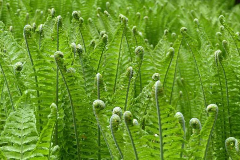 Dryopteris wallichiana, Alpine Wood Fern, Wallich's Wood Fern, Aspidium parallelogramma, Aspidium wallichianum