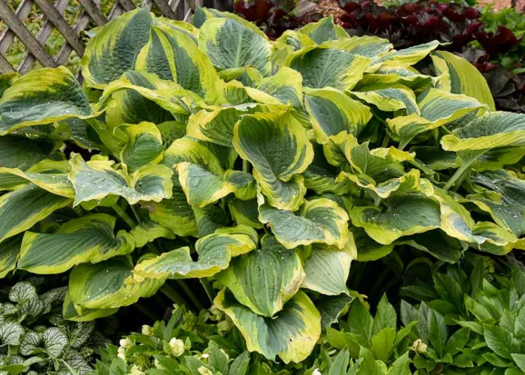 Hosta Seducer, Plantain Lily Seducer, Seducer Hosta', Variegated Hosta, Shade perennials, Plants for shade