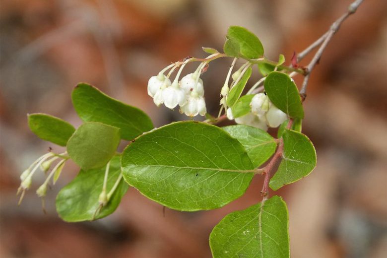 Vaccinium arboreum, Farkleberry, Tree Sparkleberry, Sparkleberry, Winter Huckleberry, Huckleberry, Batodendron andrachniforme, Batodendron arboreum, Blueberries, Fruiting Shrubs, Evergreen Shrubs