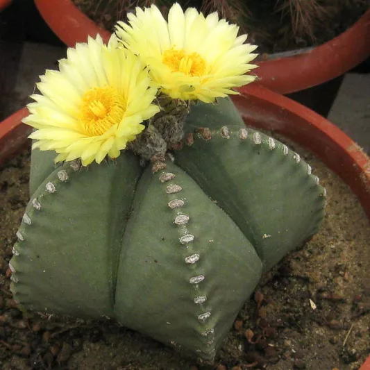 Astrophytum myriostigma var. nudum, Bishop's Miter, Bishop's Cap, Bishop's Hat, Astrophytum myriostigma subs. glabrum, Astrophytum myriostigma subvar. nudum, Astrophytum myriostigma, Echinocactus myriostigma var. nudus, Astrophytum myriostigma 'nudum', Drought Tolerant Plants,