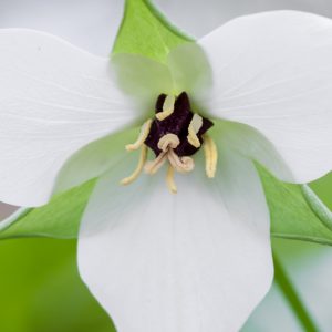 Trilliums