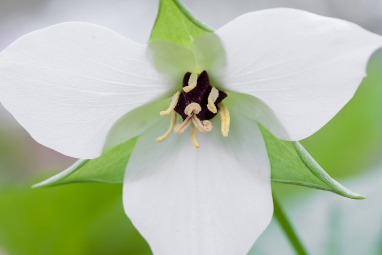 Trilliums