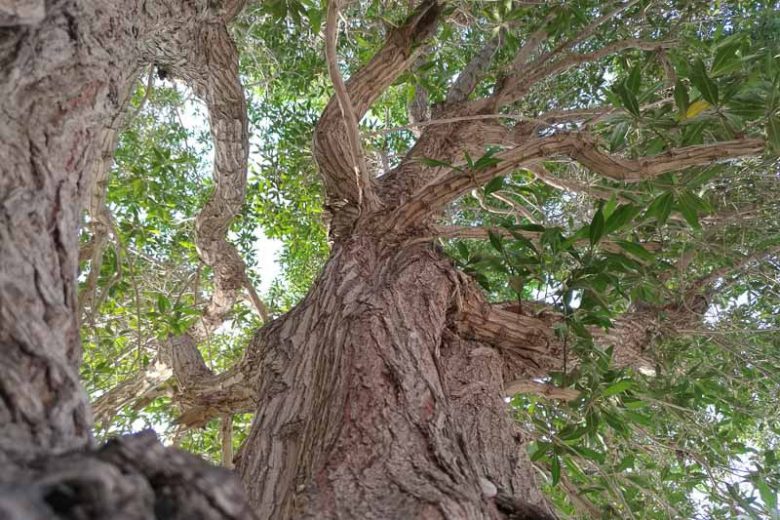Conocarpus erectus, Button Mangrove, Buttonwood, Conocarpus erectus var. sericeus, Florida Native Shrub, Florida Native Tree, Evergreen Shrub, Evergreen Tree