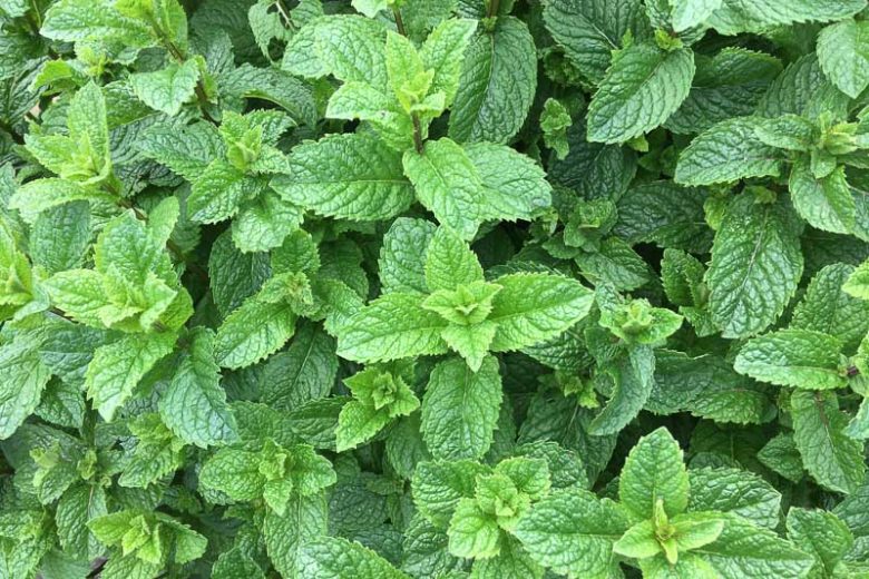 Mentha spicata, Spearmint, Common Mint, Garden Mint, Garden Spearmint, Green Pea Mint, Lamb Mint, Mackerel Mint, Mary's Herb, Sage of Bethlehem