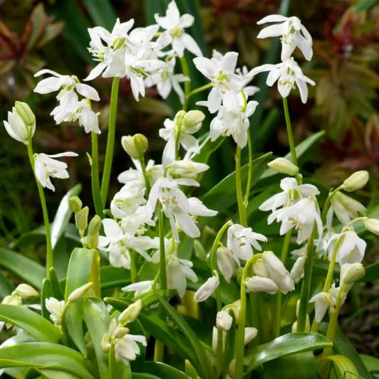 Scilla Siberica Alba, Siberian Squill Alba, Spring Bulbs, Early spring flowers, While flowers, White Siberian Squill