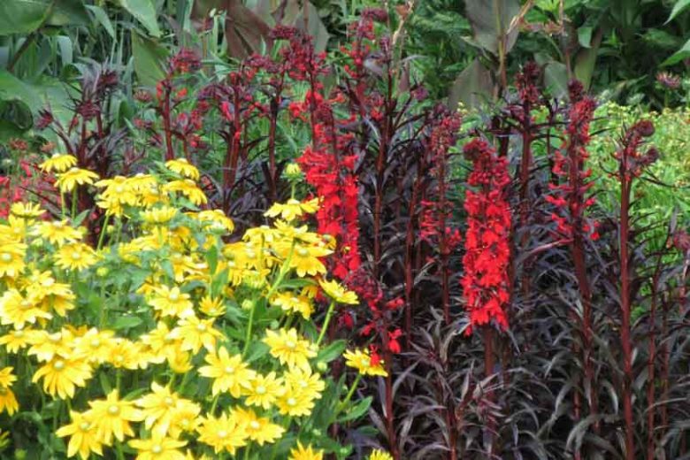 Lobelia Cardinalis 'Queen Victoria', Cardinal Flower 'Queen Victoria', Water Gladiole 'Queen Victoria', Red Bay 'Queen Victoria', Scarlet Lobelia 'Queen Victoria', Lobelia fulgens, Lobelia splendens, Red flowers