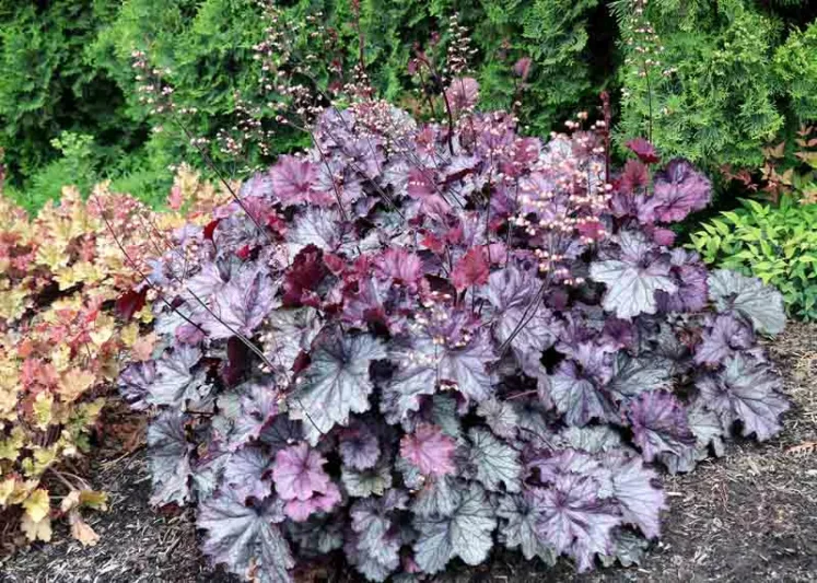 Heuchera 'NORTHERN EXPOSURE™ Purple', Coral Bells NORTHERN EXPOSURE™ Purple, Alum Root NORTHERN EXPOSURE™ Purple, Coral Flower NORTHERN EXPOSURE™ Purple, Heuchera 'TNHEUNEP' Shade plants, Evergreen plants, Purple Heuchera, Purple Coral Bells, Purple Alum Root