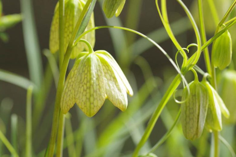 Fritillaria thunbergii, Thunberg Fritillary, Spring Bloom, Late Spring bloom
