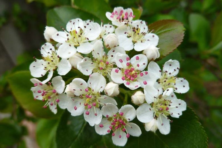 Aronia Melanocarpa, Black Chokeberry, shrub, berries, fall color