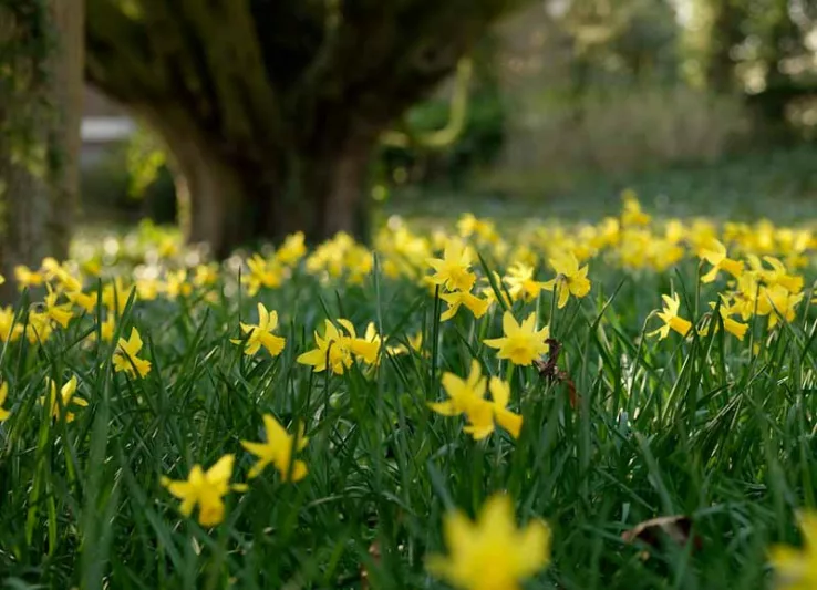 Narcissus February Gold, Daffodil February Gold, Daffodil 'February Gold', Cyclamineus Daffodil 'February Gold', Miniature Daffodil, Spring Bulbs, Spring Flowers, Miniature daffodils, early spring daffodil, yellow daffodil, yellow spring flowers