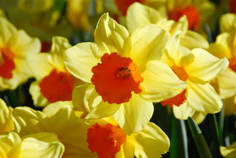 Narcissus Fortissimo, Daffodil 'Fortissimo', Large-Cupped Daffodil 'Fortissimo', Large-Cupped Daffodils, Spring Bulbs, Spring Flowers, Narcisse Fortissimo, Large-cupped Daffodil, Narcisse grande couronne, early spring daffodil, mid spring daffodil