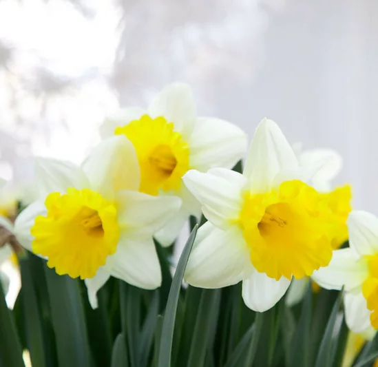 Narcissus 'Goblet', Daffodil 'Goblet', Trumpet Daffodil 'Goblet', Trumpet Daffodil, Spring Bulbs, Spring Flowers, Narcisse Goblet, Trumpet narcissus, Mid-season Daffodil, Mid Spring Daffodil, Mid Spring Narcissus