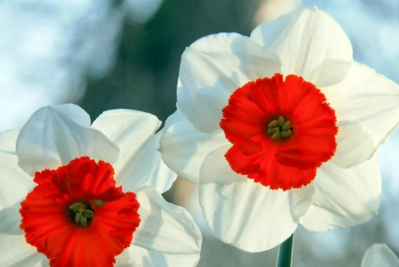 Narcissus Professor Einstein, Daffodil 'Professor Einstein', Large-Cupped Daffodil 'Professor Einstein', Large-Cupped Daffodils, Spring Bulbs, Spring Flowers, Narcisse Professor Einstein, Large-cupped Daffodil, Narcisse grande couronne, early spring daffodil, mid spring