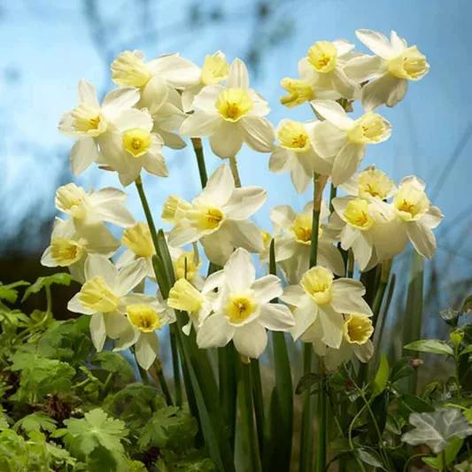 Narcissus Sailboat, Daffodil 'Sailboat', Jonquil 'Sailboat', Jonquil Daffodils, Jonquilla Daffodils, Spring Bulbs, Spring Flowers, White daffodil, yellow daffodil