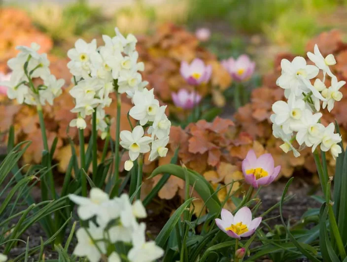 Narcissus Silver Chimes, Daffodil 'Silver Chimes', Jonquil 'Pueblo', Tazetta Daffodil, Tazetta Daffodils, Spring Bulbs, Spring Flowers, White daffodil, yellow daffodil
