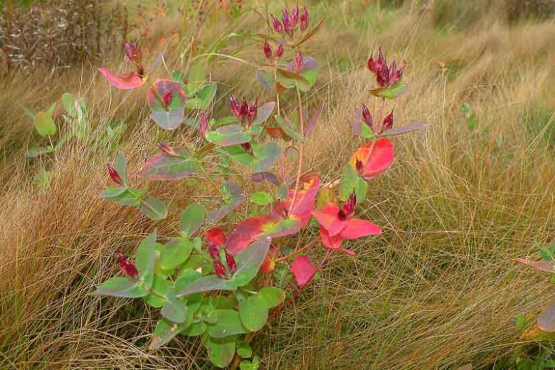 Triadenum virginicum, Virginia Marsh St. Johnswort, Hypericum virginicum, Florida Native Plant, Florida Native Perennial