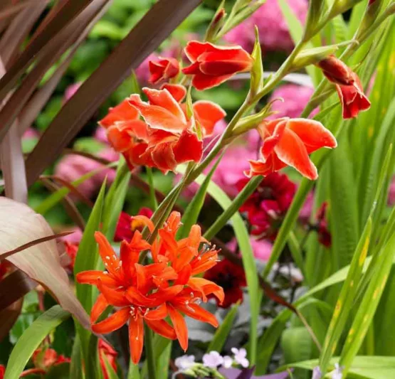 Nerine sarniensis, Guernsey Lily, Jersey Lily, Narcissus of Japan, Spider Lily, Fall Flowers, Orange Flowers, Orange Nerine