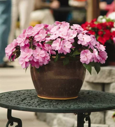 Impatiens 'Divine Lavender', Divine Lavender Impatiens, Mounding Impatiens, Purple Impatiens, Purple Flowers
