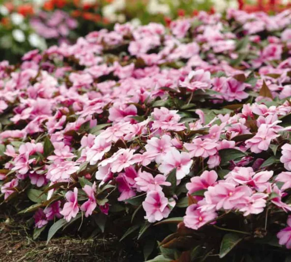Impatiens 'Divine Lavender', Divine Lavender Impatiens, Mounding Impatiens, Purple Impatiens, Purple Flowers