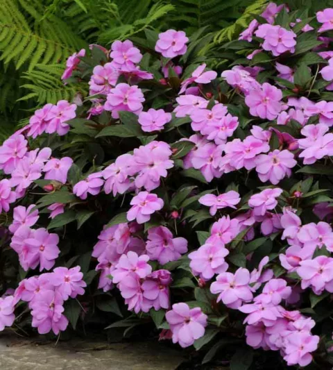 Impatiens 'Divine Lavender', Divine Lavender Impatiens, Mounding Impatiens, Purple Impatiens, Purple Flowers