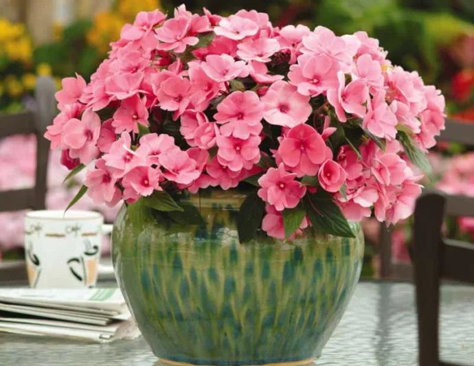Impatiens, new guinea impatiens, impatiens flowers, impatiens walleriana, impatiens flower, impatiens balsamina, impatiens capensis, double impatiens