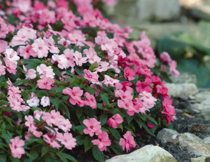 Impatiens 'Divine Pink', Divine Pink Impatiens, Mounding Impatiens, Pink Impatiens, Pink Flowers