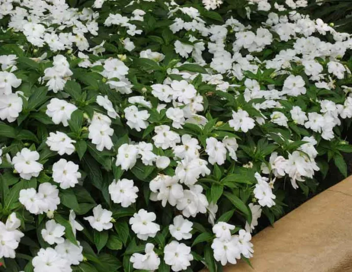Impatiens 'Divine White', Divine White Impatiens, Mounding Impatiens, White Impatiens, White Flowers