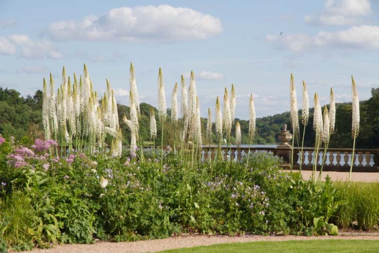 Eremurus himalaicus, Himalayan Foxtail Lily, Foxtail Lily, Desert Candle, White Eremurus, White Foxtail Lily, White Flowers