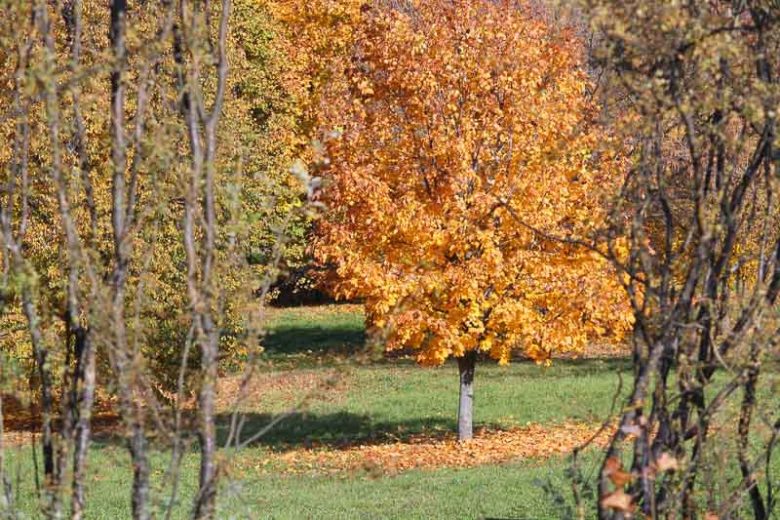 Tilia x europaea, European Linden, European Lime, European Basswood, Deciduous Tree, Fall Color