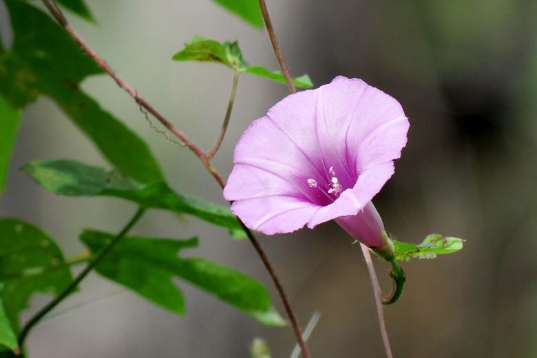 Ipomoea cordatotriloba, Tievine, Tie Vine, Pink Morning Glory, Coastal Morning Glory, Purple Bindweed, Perennial Vine, Native Florida Vine, Purple Flowers, Florida Native Plants, Florida Native Vines