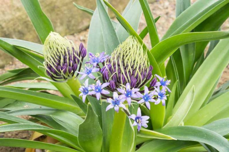 Scilla peruviana, Peruvian Scilla, Portuguese Squill, Cuban Lily, Hyacinth of Peru, Pyramidal-flowered Squill,  Peruvian Jacinth, Spring Bulbs, Spring Flowers, Blue Flowers, Blue Spring Flowers
