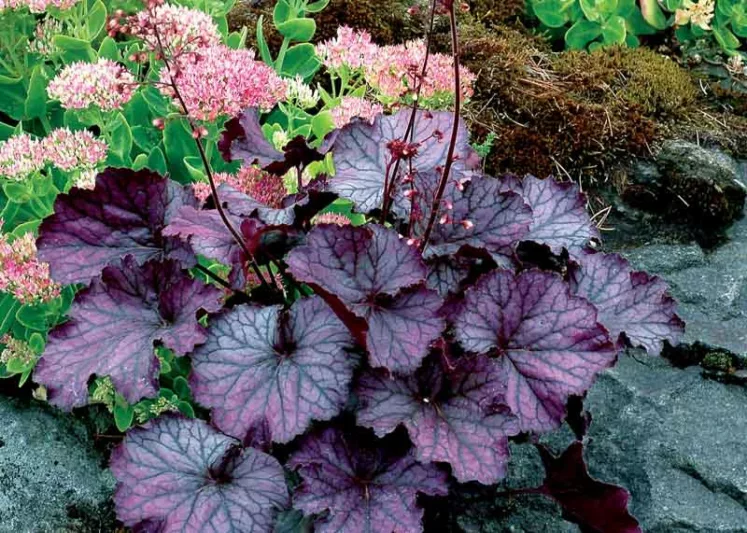 Heuchera 'NORTHERN EXPOSURE™ Purple', Coral Bells NORTHERN EXPOSURE™ Purple, Alum Root NORTHERN EXPOSURE™ Purple, Coral Flower NORTHERN EXPOSURE™ Purple, Heuchera 'TNHEUNEP' Shade plants, Evergreen plants, Purple Heuchera, Purple Coral Bells, Purple Alum Root