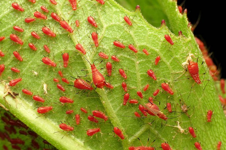Aphids