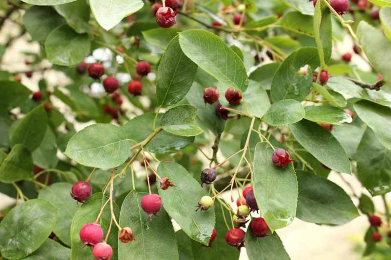 Amelanchier ovalis, Snowy Mespilus, Garden Serviceberry, Common Amelanchier, Medlar Bush, Oval-Leaved Amelanchier, Shrub, Fall color, Shrub with berries