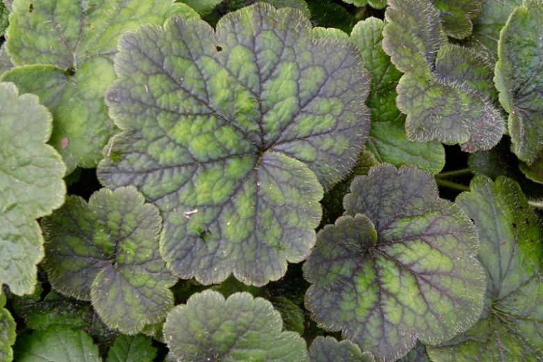 Tellima grandiflora, Bigflower Tellima, Fragrant Fringecup, Fringe Cups, Tellima breviflora, Foliage plant, Fragrant Perennial