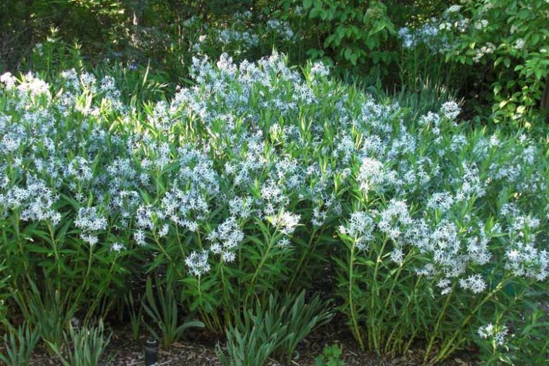 Amsonia ciliata, Fringed Bluestar, Bluestar, Texas Bluestar, Fringed Blue Star, Blue Star, Texas Blue Star, Blue flowers