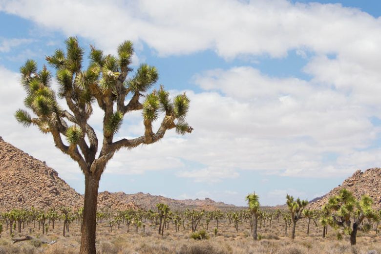 Yucca brevifolia, Joshua Tree, Tree Yucca, Cactus-Yucca, Yucca-Palm, evergreen Tree, Drought Tolerant Tree