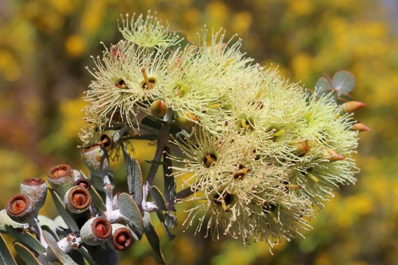 Eucalyptus kruseana, Bookleaf Mallee, Book-Leaf Mallee, Kruse's Bookleaf Mallee, Evergreen Tree, Beautiful Bark, Fragrant Tree