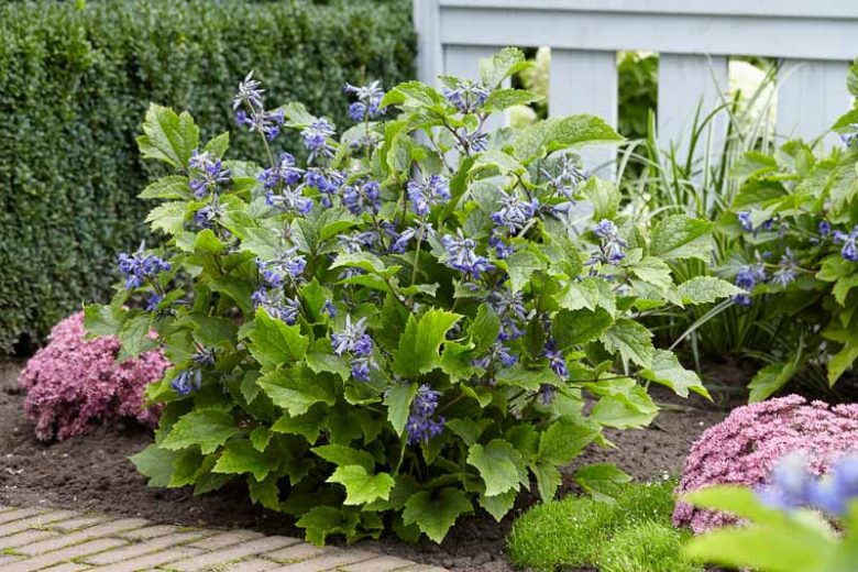 Clematis New Love, New Love Clematis, Clematis heracleifolia 'New Love', Clematis heracleifolia var. davidiana 'New Love', group 3 clematis, Blue clematis, blue clematis, Clematis Vine, Clematis Plant, Flower Vines