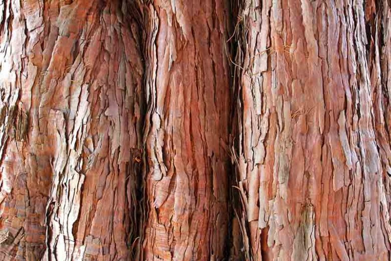Sequoiadendron giganteum, Giant Redwood, Big Tree, Wellingtonia, Giant Sequoia, Mammoth Tree, Sierra Redwood, Washingtonia, Evergreen Conifer, Attractive bark Tree