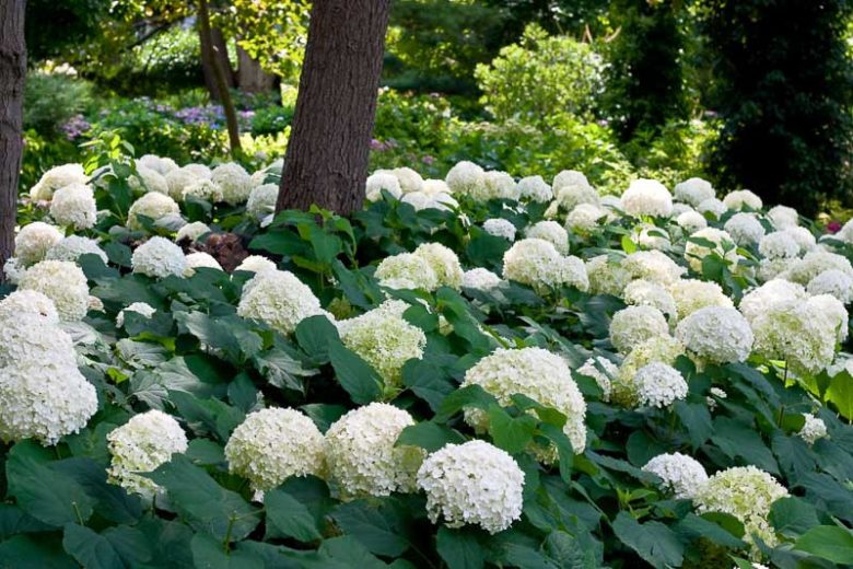 Hydrangea Arborescens Incrediball, Incrediball Smooth Hydrangea, Incrediball Wild Hydrangea, Smooth Hydrangea 'Incrediball', Wild Hydrangea 'Incrediball', Hydrangea arborescens 'Abetwo', Hydrangea  arborescens Strong Annabelle, White hydrangea