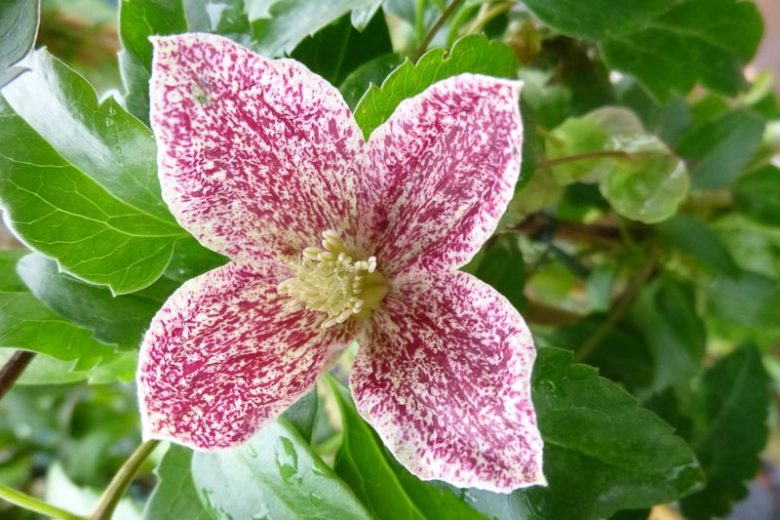 Clematis cirrhosa var. purpurascens 'Freckles', Clematis cirrhosa 'Freckles', Evergreen Clematis, Winter Clematis, group 1 clematis, fragrant clematis, scented clematis, White clematis, disease resistant clematis