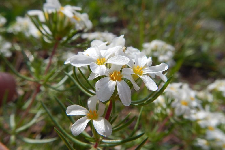 Gilia tricolor, Bird's-Eye Gilia, Bird's-Eyes, Tricolor Gilia, Drought tolerant flowers