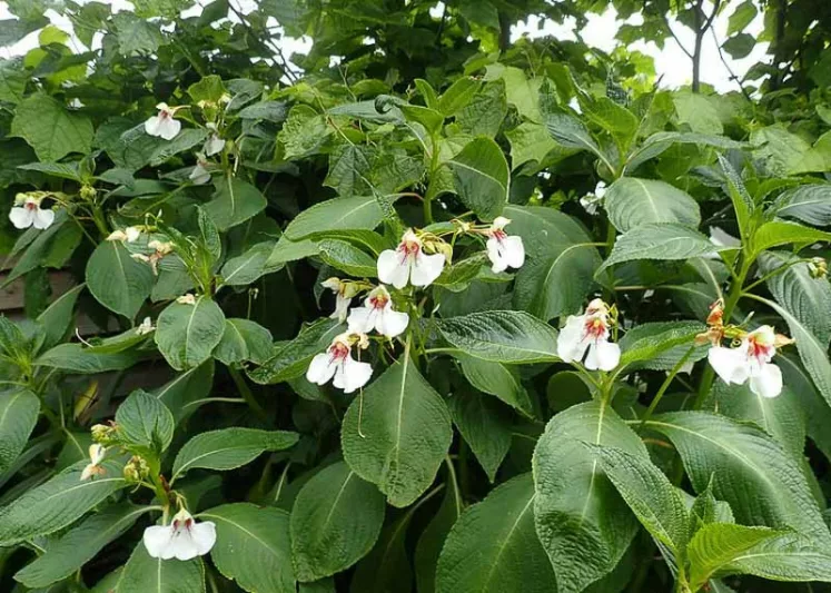 Impatiens tinctoria, Hardy Impatiens, Dyers Busy Lizzie, Shade Flowers, White Impatiens
